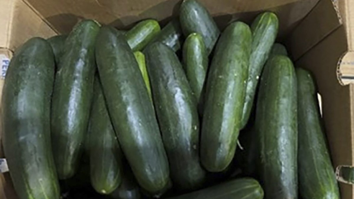 Salmonella outbreak may be linked to recalled cucumbers CDC NBC New York