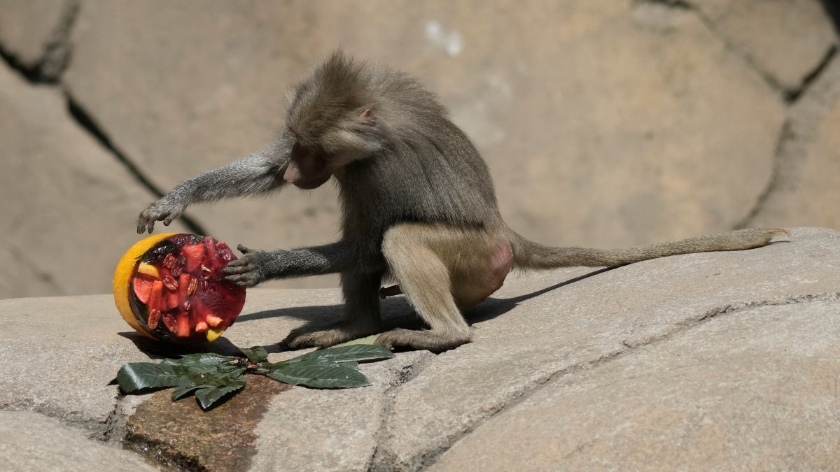 Monkeys are still dying in Mexico amid heat wave – NBC New York