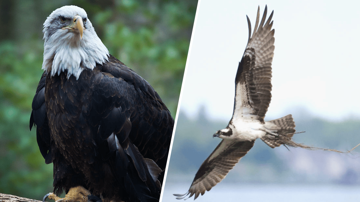 NJ Wants To Take Bald Eagle Osprey Off Endangered Species List NBC NJ Wants To Take Bald Eagle Osprey Off Endangered Species List NBC