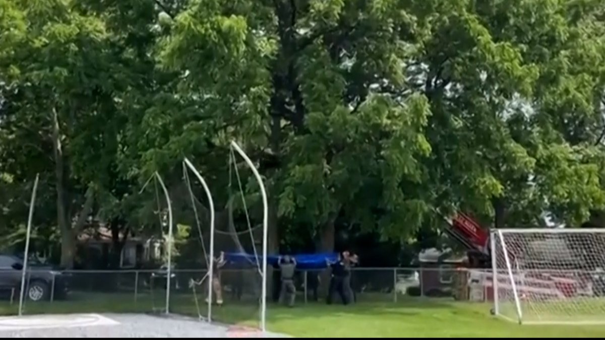 Video: Tranquilized black bear takes dive from Pa. tree, falls into