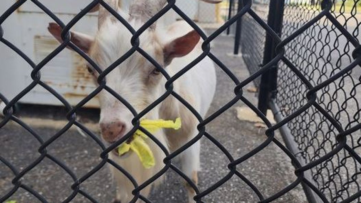 ‘Freddie’ the wedding goat is reunited by NJ police – NBC New York