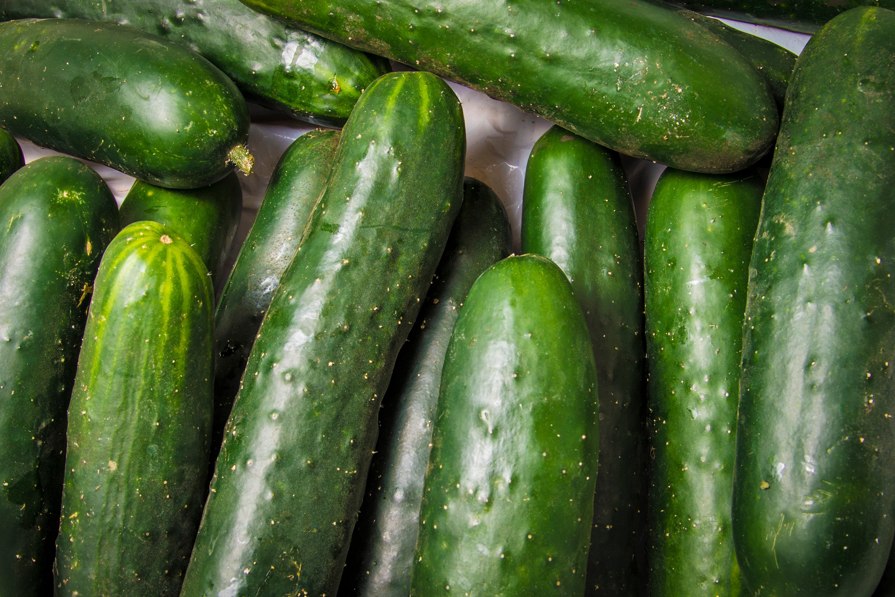 Salmonella outbreak from cucumbers sickens 2 dozen in NY, NJ, CT – NBC New York - Vimarsana News