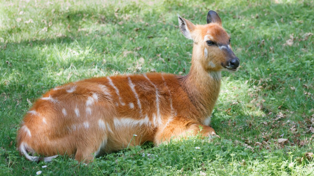 Antelope at Tennessee Zoo dies from choking on squeezable pouch NBC