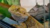 Salmonella outbreak linked to pet bearded dragons in NY, 8 other states: CDC