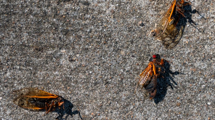 Dead adult ‘Brood XIX’ cicadas are seen on a sidewalk in Nashville, Tennessee, on May 21, 2024. Two cicada broods made their appearance this spring, with the total count of cicadas expected to exceed a trillion by the time it is all over in their northernmost locales, with millions emerging in middle Tennessee, marking a phenomenon not witnessed in almost two centuries. (Photo by SETH HERALD / AFP) (Photo by SETH HERALD/AFP via Getty Images)