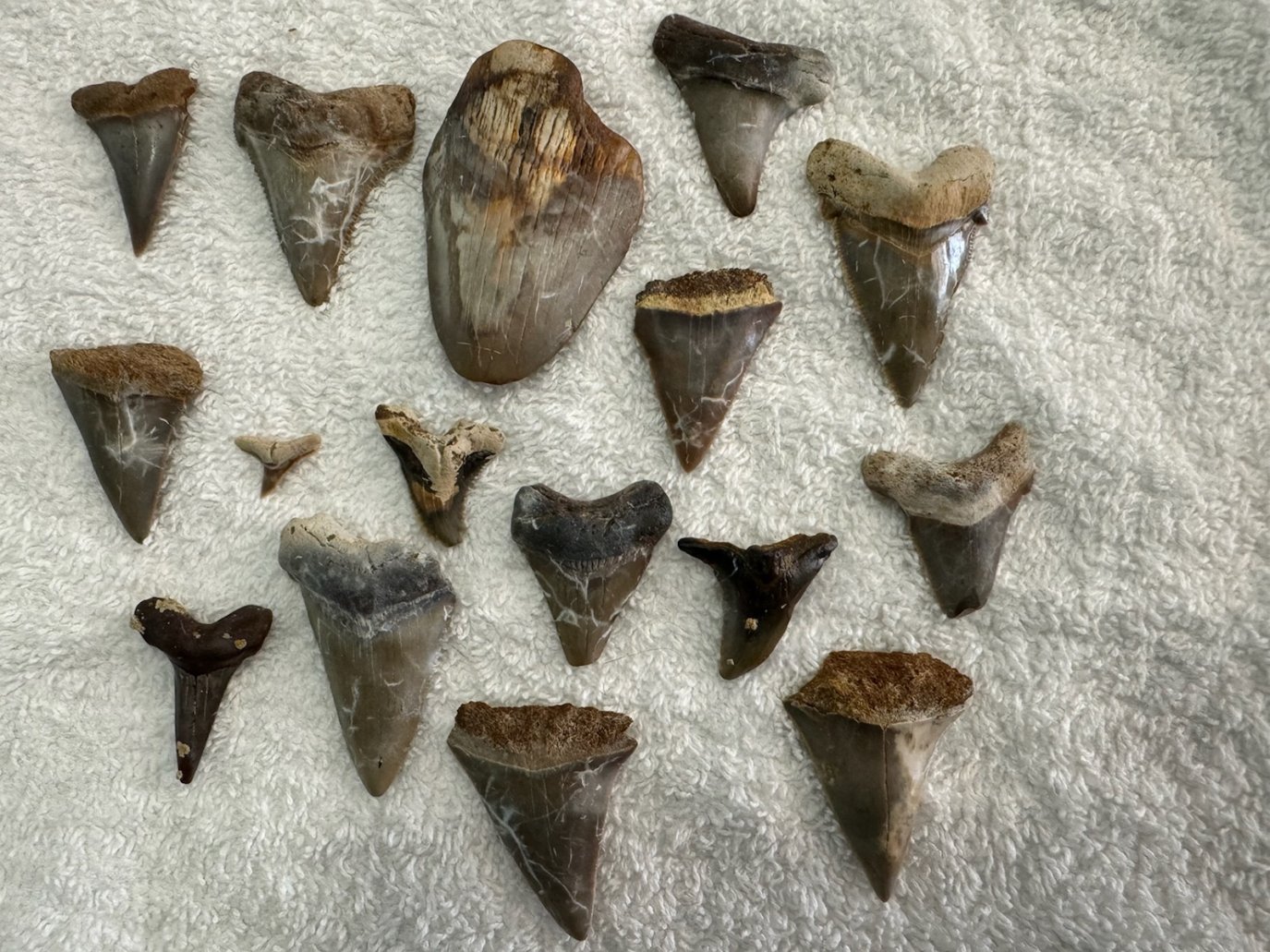 Hunting Tooth Addition South Carolina fossil hunt unearths ‘monster’ megalodon tooth – NBC New ...