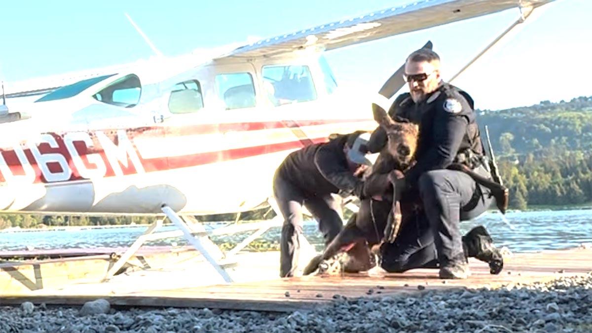 Baby moose saved by Alaska man and police as worried mom watches NBC New York