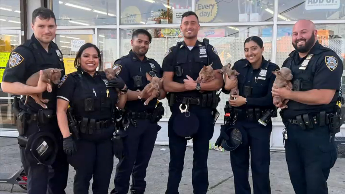 NYPD: Puppies rescued from hot bag – NBC New York
