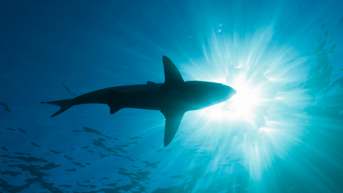 Man recovering from Shark bite on Florida’s coast – NECN