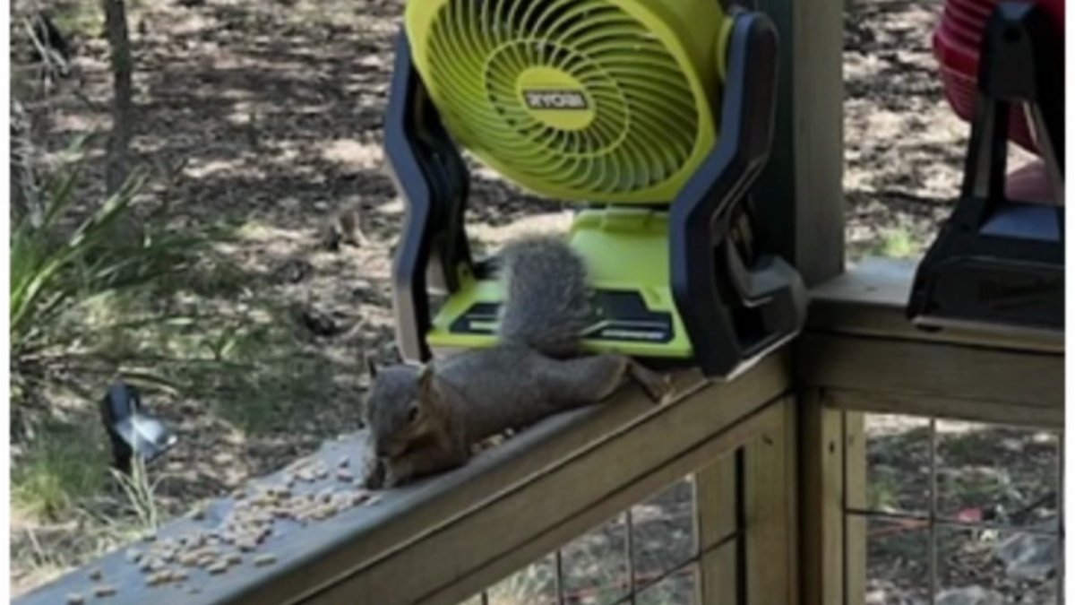 Woman helps Texas squirrels with backyard resort NBC New York