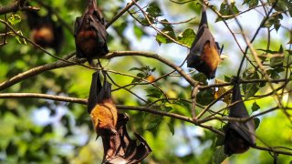 Fruit bats seen hanging on tree branches in daylight. Bats are believed to be one of the carriers of Nipah virus, a zoonotic disease that spreads from animals to humans.