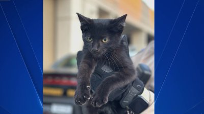 CHP officer saves kitten in Oakland