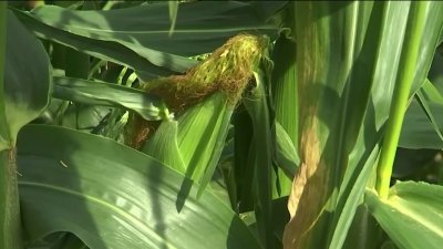 Produce Pete: Summer corn picking