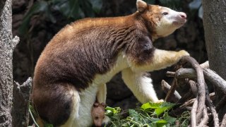 This photo, provided by the Wildlife Conservation Society, shows a Matschie's tree kangaroo joey that made its first appearance from its mother's pouch at New York's Bronx Zoo, Thursday, July 18, 2024. The joey, born at the end of December, is the second of its species born at the Bronx Zoo and to this female since 2021. (Wildlife Conservation Society/Terria Clay via AP)