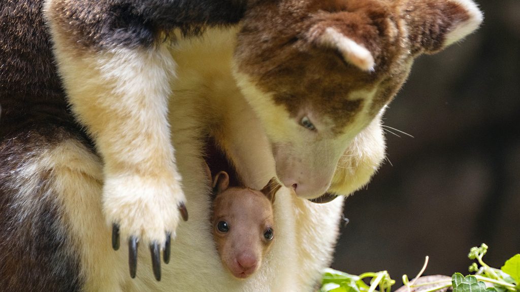 This photo, provided by the Wildlife Conservation Society, shows a Matschie's tree kangaroo joey that made its first appearance from its mother's pouch at New York's Bronx Zoo, Thursday, July 18, 2024. The joey, born at the end of December, is the second of its species born at the Bronx Zoo and to this female since 2021. (Wildlife Conservation Society/Terria Clay via AP)