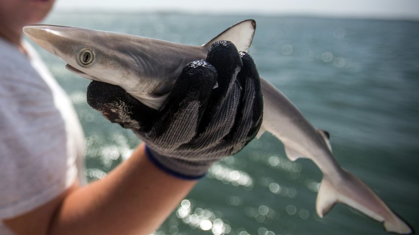 Atlantic sharpnose shark