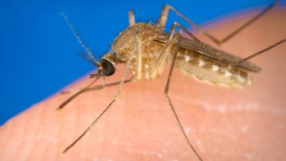 Known as a vector for the West Nile virus, this Culex quinquefasciatus mosquito has landed on a human finger and is preparing to bite the affected person, 2003. Image courtesy CDC/James Gathany.