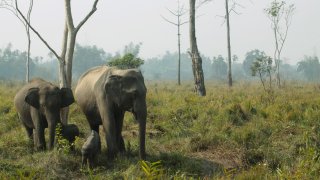 Elephants in Orang National Park in Assam, India. 