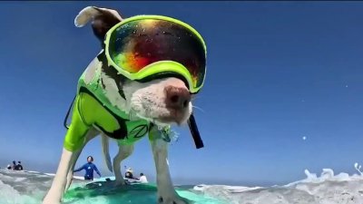 Pacifica to host World Dog Surfing Championship