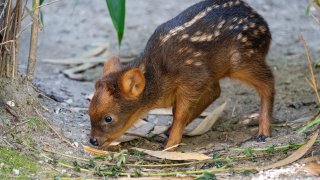 This photo, provided by the Wildlife Conservation Society’s Queens Zoo, shows a southern pudu fawn, one of the smallest deer species in the world, born at the zoo at about 2 pounds, June 21, 2024, in the Queens borough of New York. (Terria Clay/Wildlife Conservation Society’s Queens Zoo via AP)