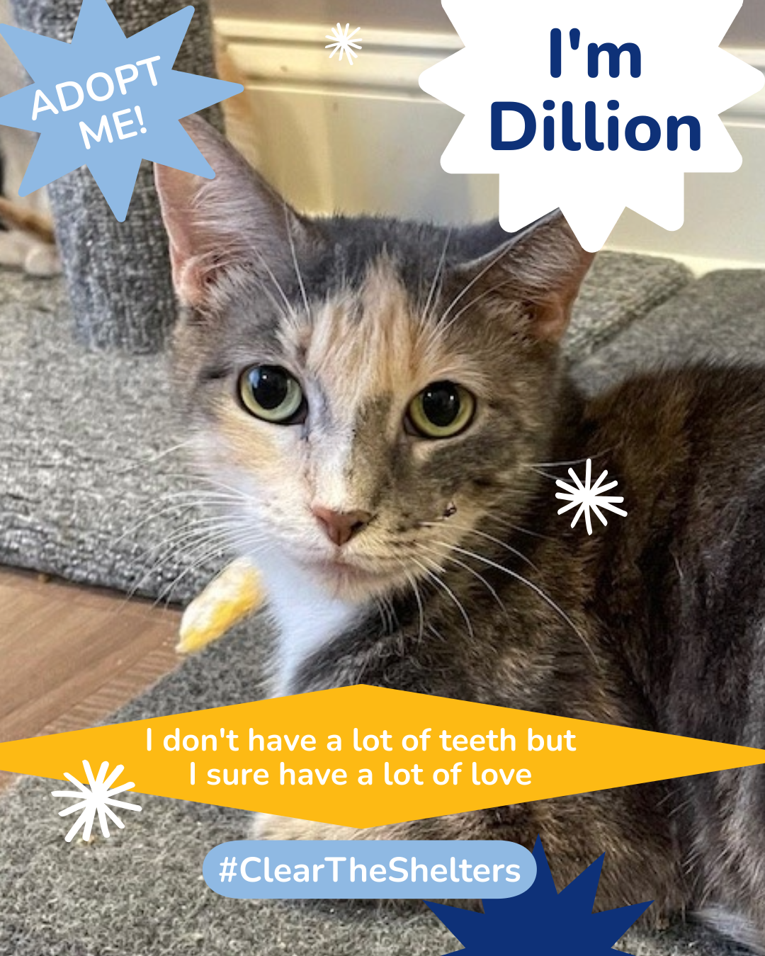 Animal shelters near me Meet Clear The Shelters’ adoptable pets for