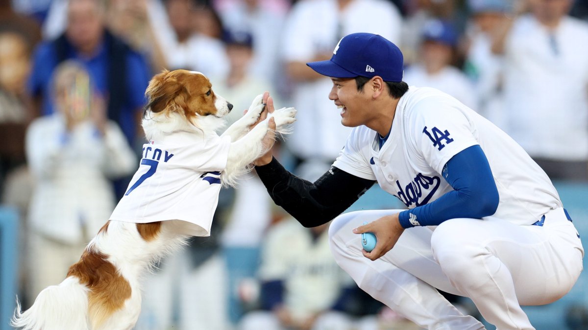 Watch Shohei Ohtani’s dog throw out first pitch NBC New York