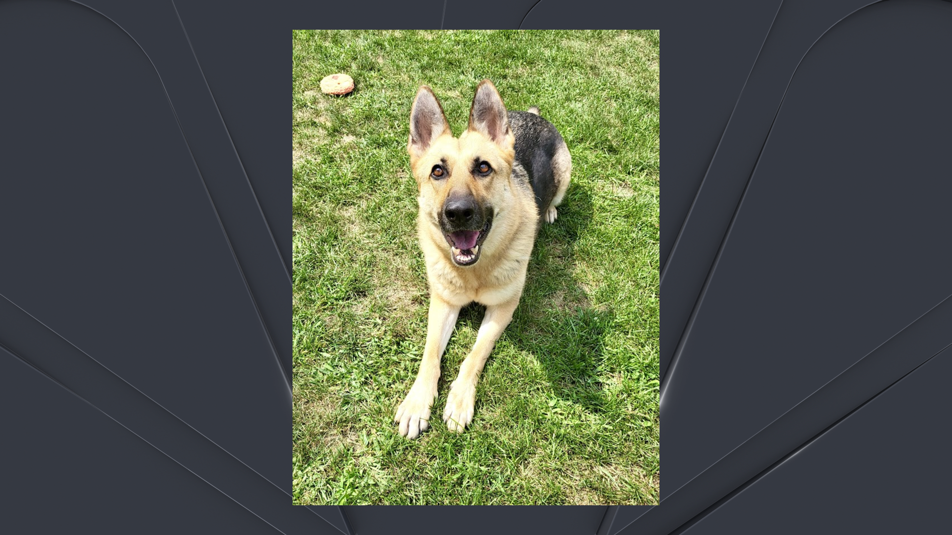 Animal shelters near me Meet Clear The Shelters’ adoptable pets for