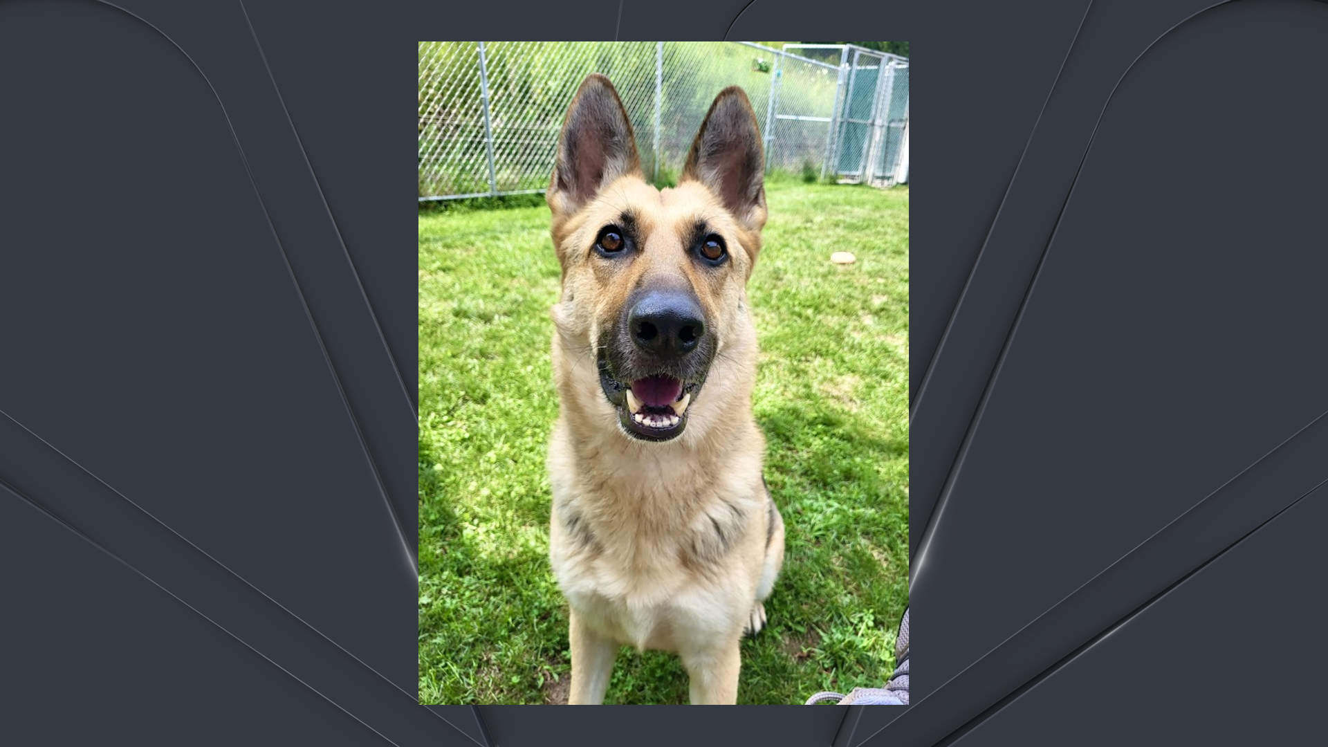 Animal shelters near me Meet Clear The Shelters’ adoptable pets for