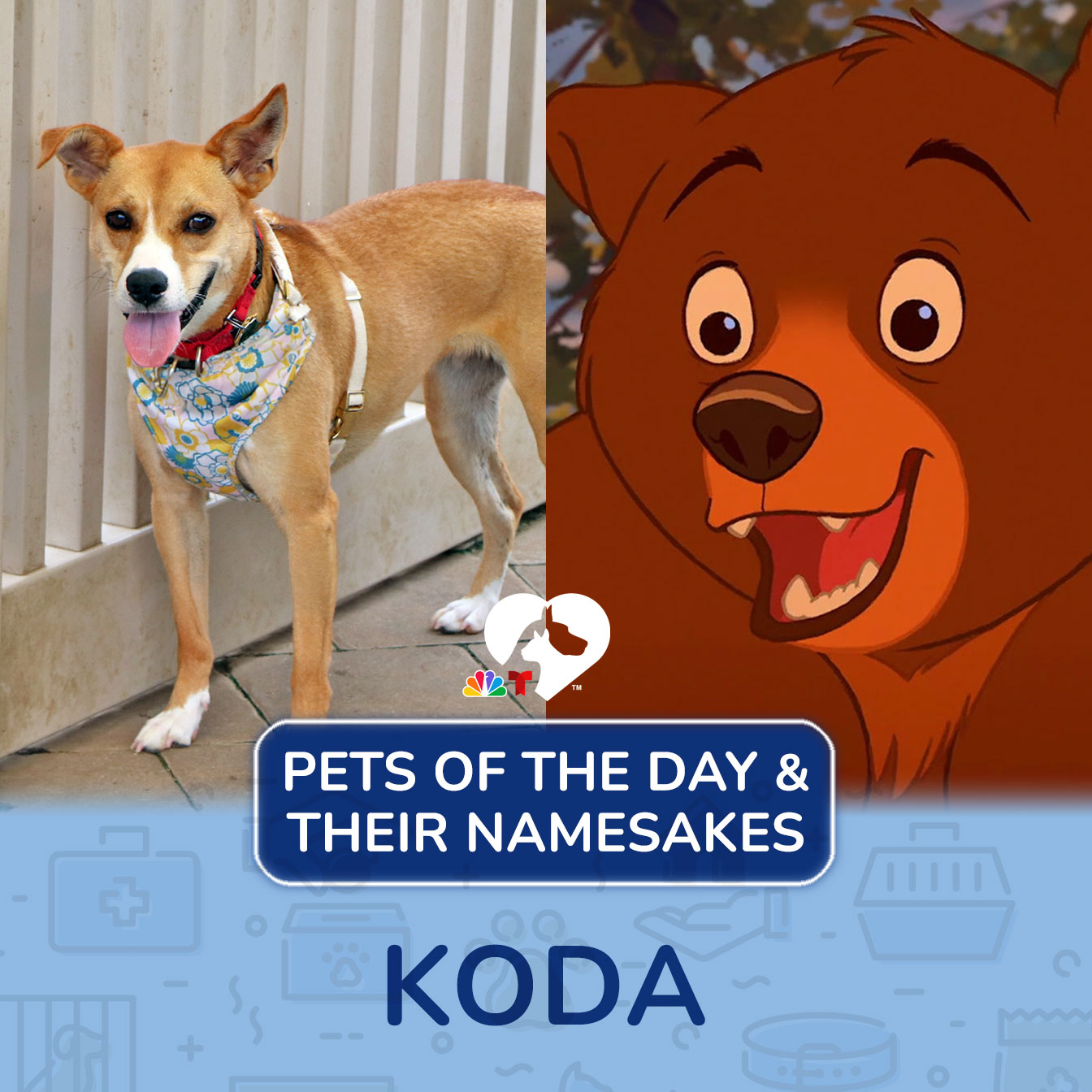 <br>Koda is a timid pup who was rescued from a shelter in Tennessee in August of 2022. Unfortunately, <a href="http://animalleague.org/">North Shore Animal League America</a> is the only home that Koda has ever known, having spent most of her life there. Koda’s ideal home would be in a quiet neighborhood with experienced owners and children 12+ who can respect her shy nature. Koda loves running around our dog park, enjoying yummy treats, and belly rubs from her favorite humans.