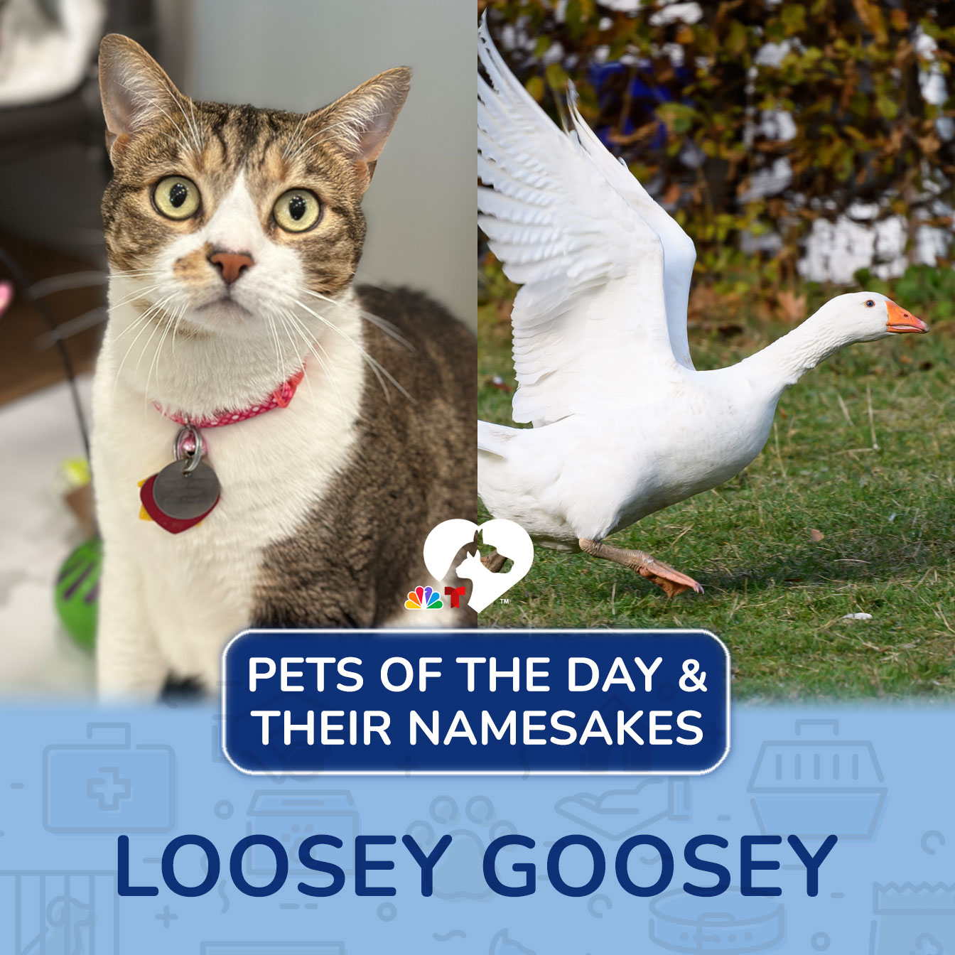 <br>Loosey Goosey came to <a href="http://animalleague.org/">North Shore Animal League America</a> in April 2024 after losing the only home she’s ever known due to her previous family moving away without her. Loosey Goosey loves her human friends – however, she does not love other cats. She truly blossomed in a quiet space that’s all hers. Loosey Goosey’s ideal home would be with an experienced adopter with children 8+ where she can be the queen of the castle as your only furry friend!