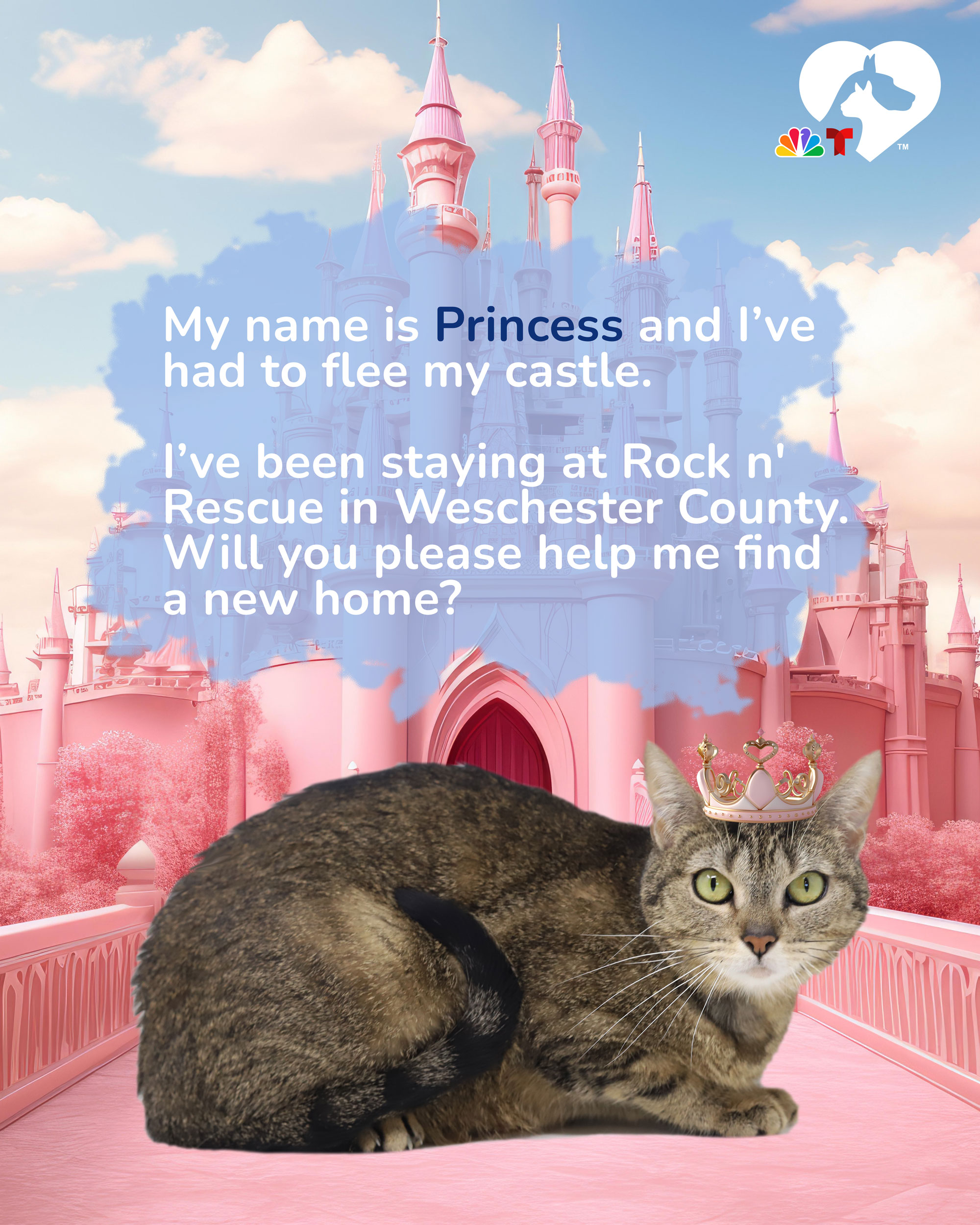 Animal shelters near me Meet Clear The Shelters’ adoptable pets for