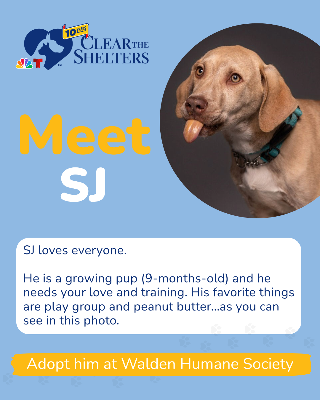 Animal shelters near me Meet Clear The Shelters’ adoptable pets for