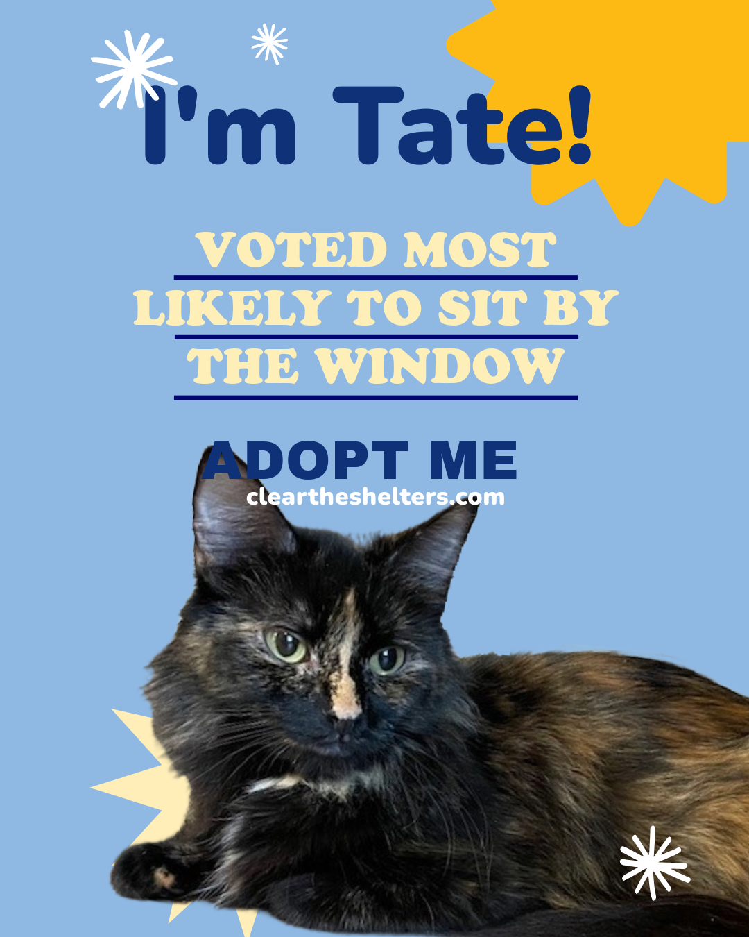 <br>Tate is a stunning dark calico with long hair. Her favorite pastime is to sit in the window. She can tend to have a little calico attitude in her which exposes itself from time to time. Give her some space and she is a great cat and what a beauty! Adopt her at START - Save the Animals Rescue Team in Totowa, New Jersey. You can email info@startpets.net or visit <a href="https://www.startpets.net/">https://www.startpets.net/</a>