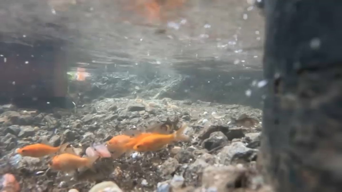 Bed-Stuy viral goldfish pond: why a fire hydrant puddle sparked debate ...