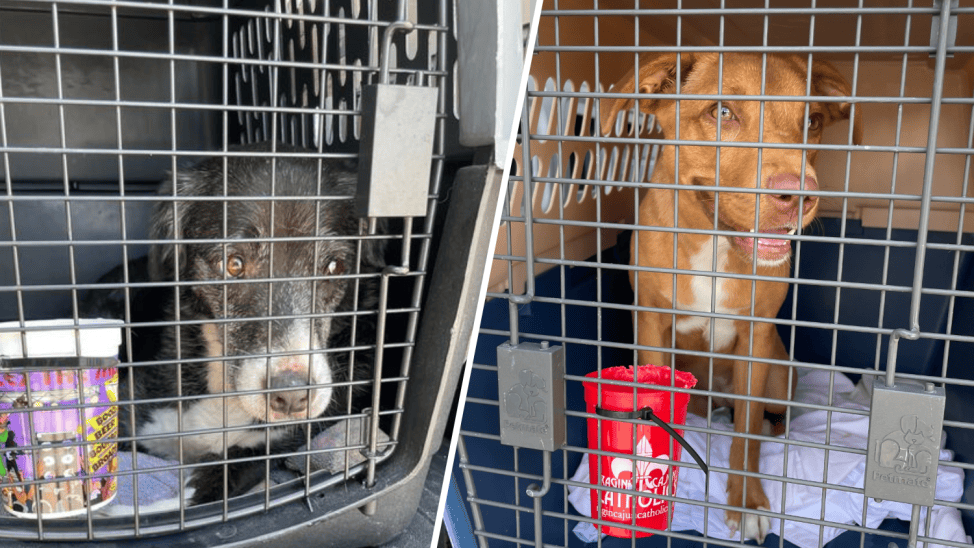 Dog Air Rescue Life-saving airlift rescues over 100 dogs, cats from overcrowded ...