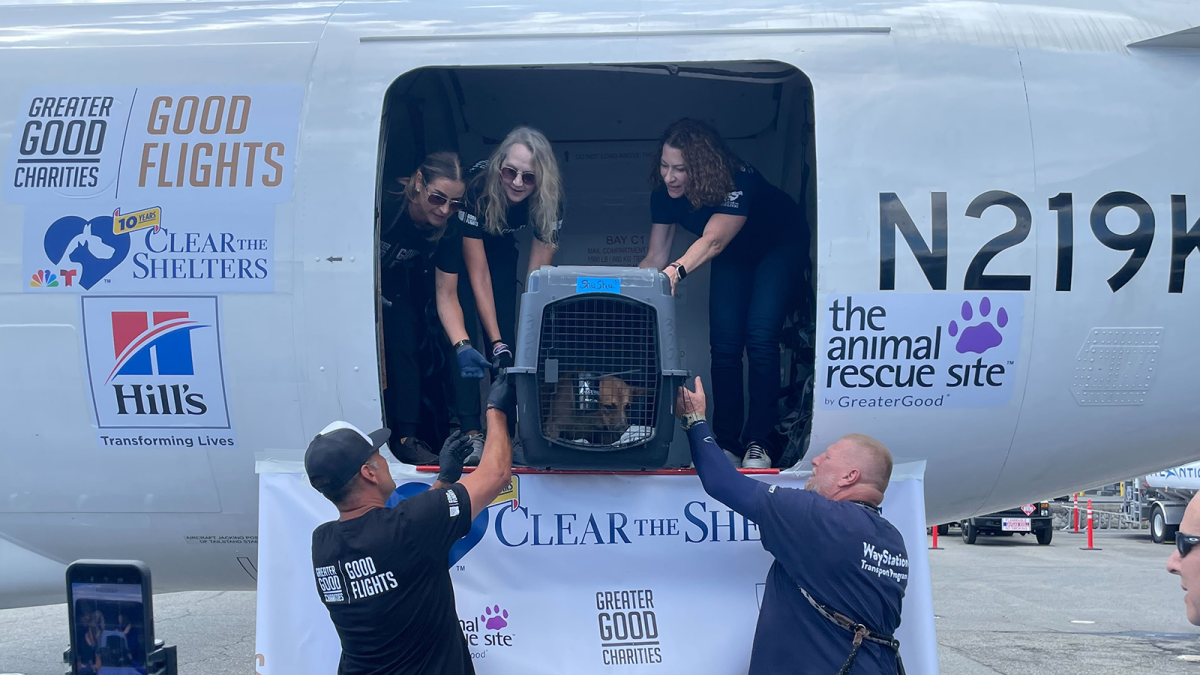 Life-saving airlift rescues over 100 dogs and cats from overcrowded shelters – NBC New York