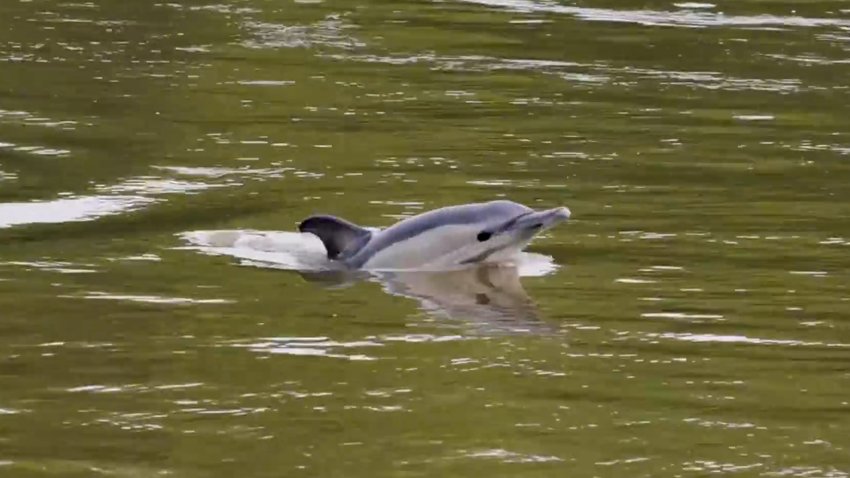 Common dolphin jumping in water in Thames river