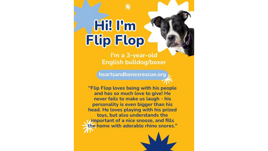 Meet Flip Flop! This three-year-old boroughbred cutie is a certified mush who’s working hard on his best boy skills with our friends at Personal Paws. Flip Flop is super adorable, with a big blocky head and a muscular stature that even bodybuilders would be jealous of, yet weighing in at a compact 45 pounds. Adopt him at <a href="https://heartsandbonesrescue.org/adopt#sl_embed&page=shelterluv_wrap_1691433469006%2Fembed%2Fanimal%2FHBR-A-5722">Hearts and Bones Rescue</a>.