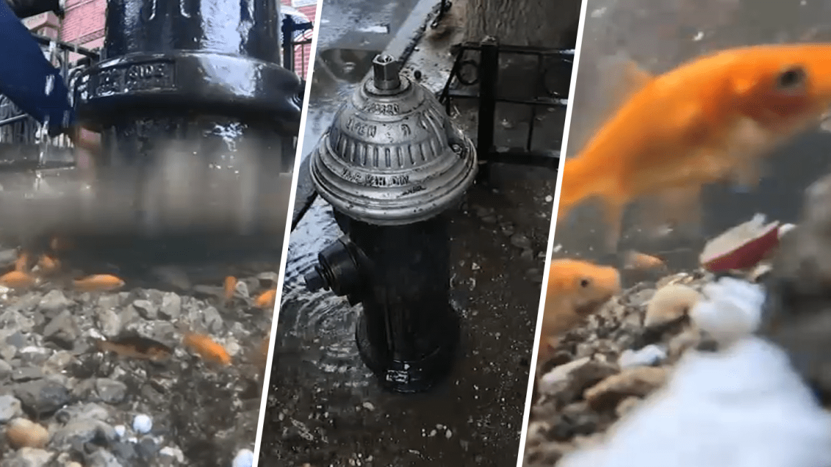 Controversial Brooklyn goldfish puddle has apparently been destroyed