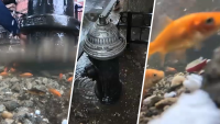 brooklyn fire hydrant fish