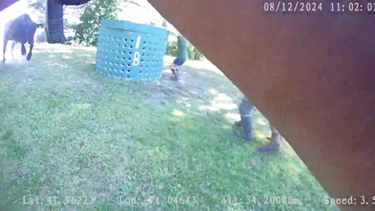 Raynham, MA bull causes I495 crash, is shot charging police NBC New York