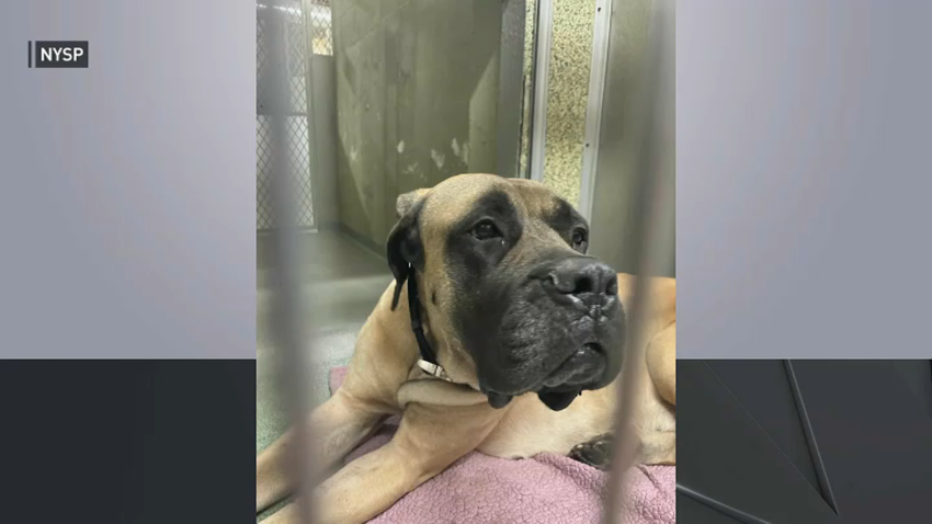 4-year-old American bull mastiff abandoned on the Southern State Parkway.