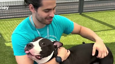 Sweetheart pup ‘Honey' waiting for adoption at Queens shelter