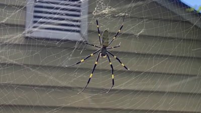 Giant Joro spiders arrive in Pennsylvania suburbs