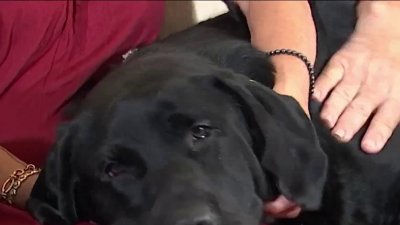 Miami woman reunited with dog days after rollover crash on I-95