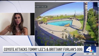 Coyote attacks Tommy Lee's, wife's dog