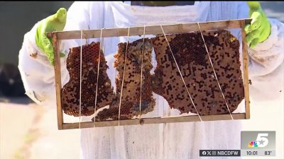 Man and woman attacked by bees in North Richland Hills neighborhood