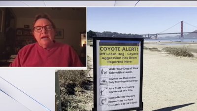 What to know about the Crissy Field coyote warning