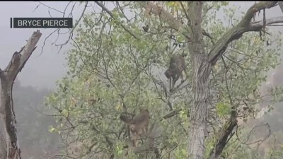 WATCH: Coyote climbs tree in pursuit bobcat at San Diego’s Mission Trails Regional Park