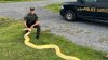 13-foot python seized from New York home